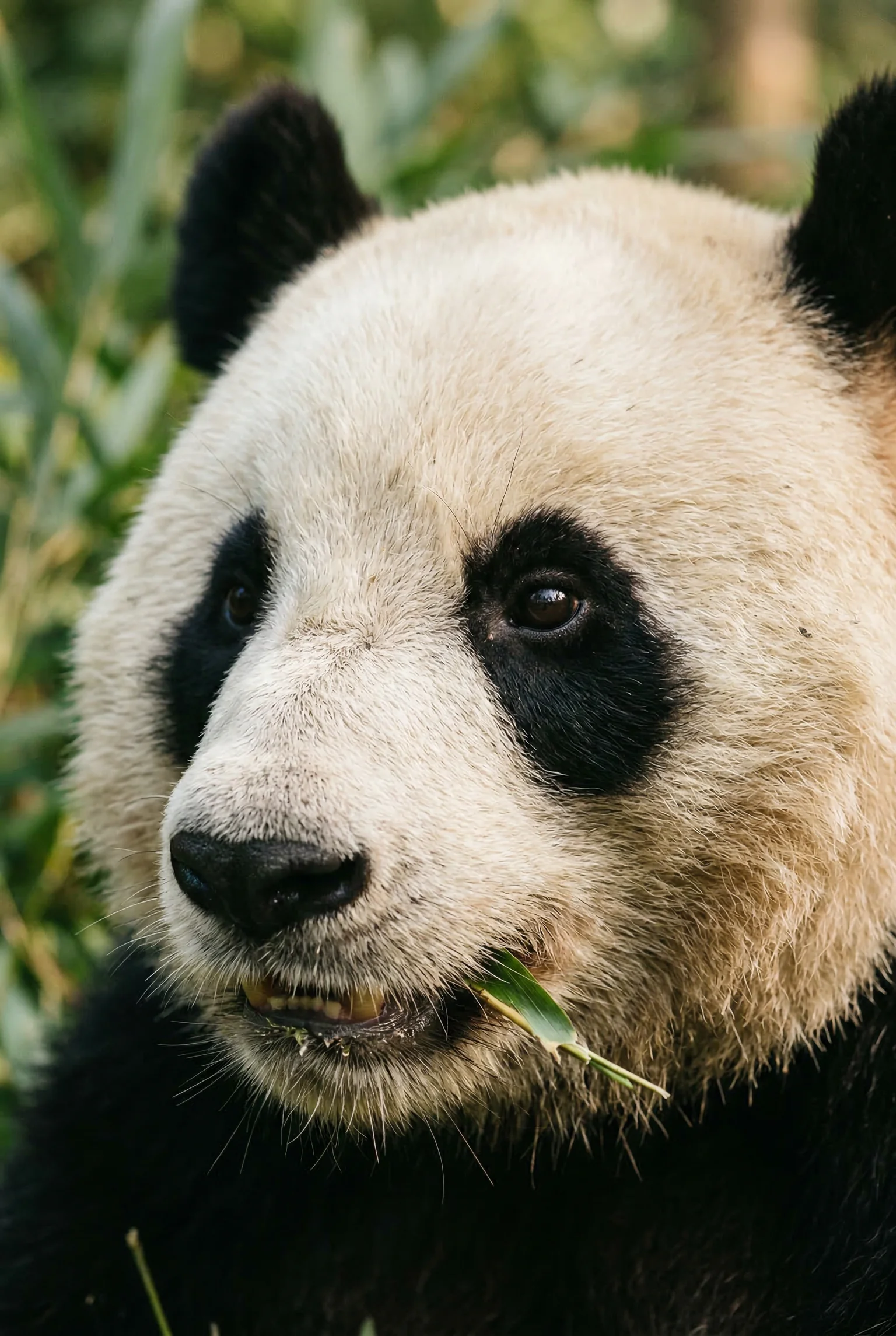 Look at that stupid-ass face.